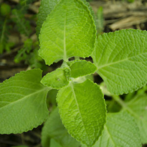 Big Thyme Plant