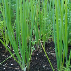 Bunching Onion Plant