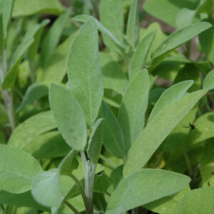Sage Plant