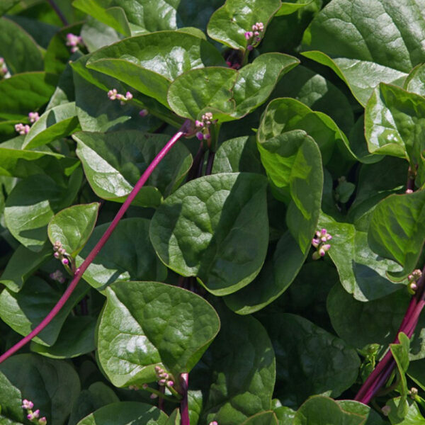 Malabar Spinach Plant