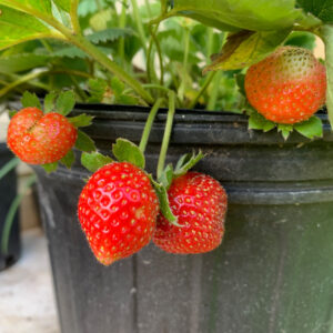 Strawberry Plant